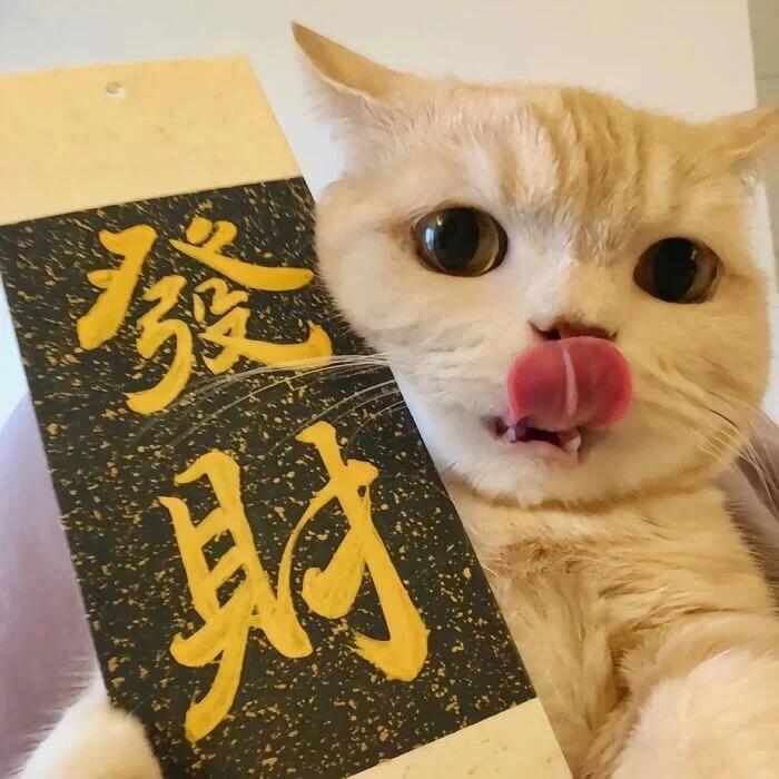𝙒𝙚𝘾𝙝𝙖𝙩｜小猫咪头像｜可可爱爱｜萌中情猫｜可爱猫猫｜猫猫背景｜
