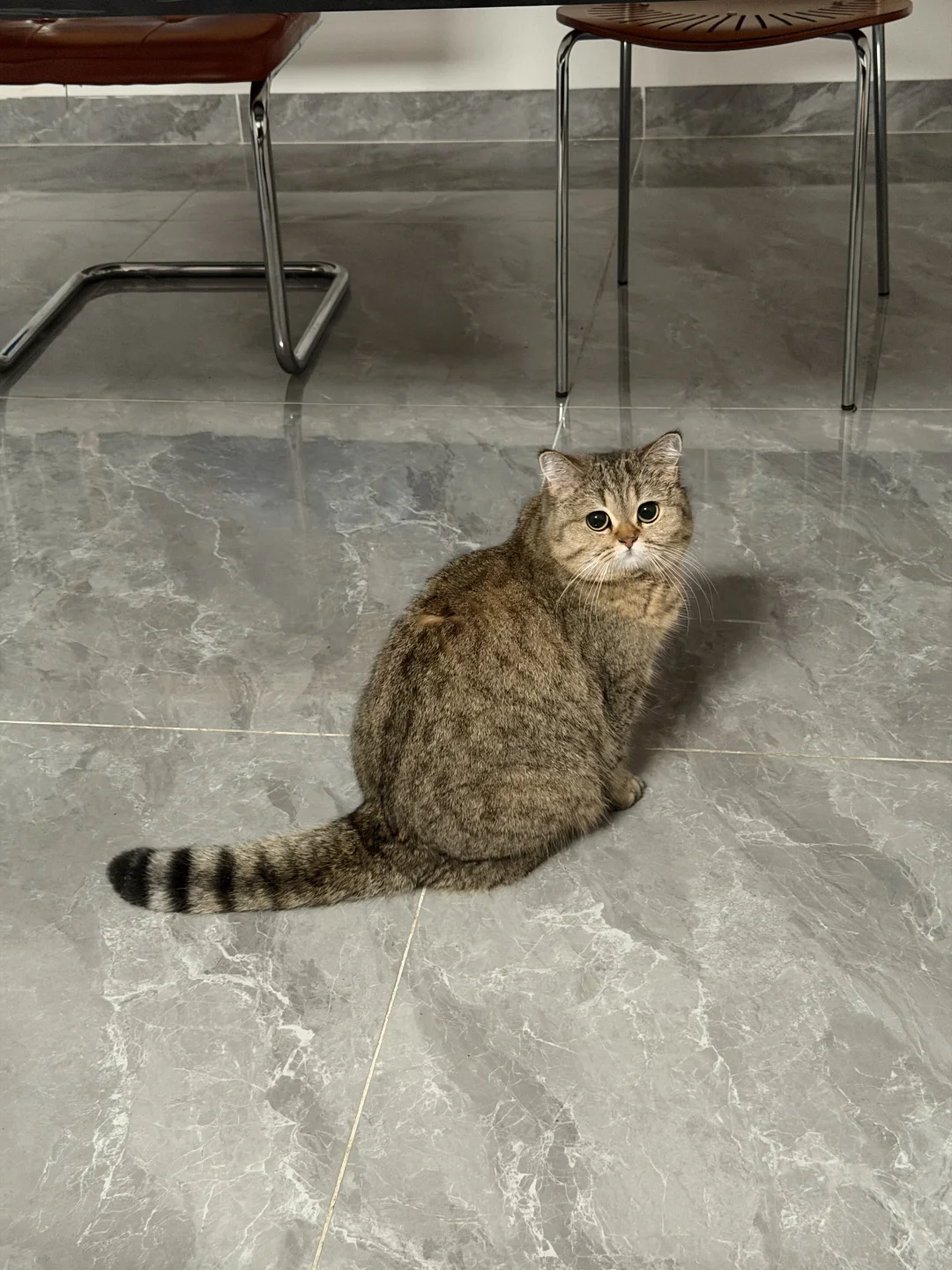 秀气猫猫