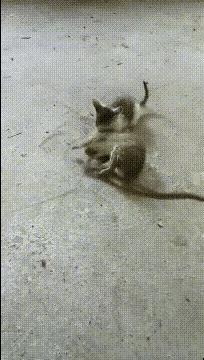 个头比猫仔还大的老鼠,为啥反倒怕得要命?这可不是胆小刷到个