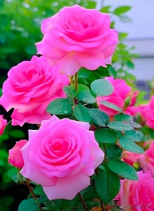 月季花比较普遍，但其娇美艳丽的色彩着人迷人，特别是她品种繁多，色彩斑斓耀眼，而且