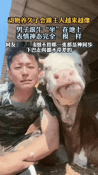 这哥们真会玩，居然和这头反刍的牛同频共振了！这哥们的胆子也真是不小，虽然我从小在
