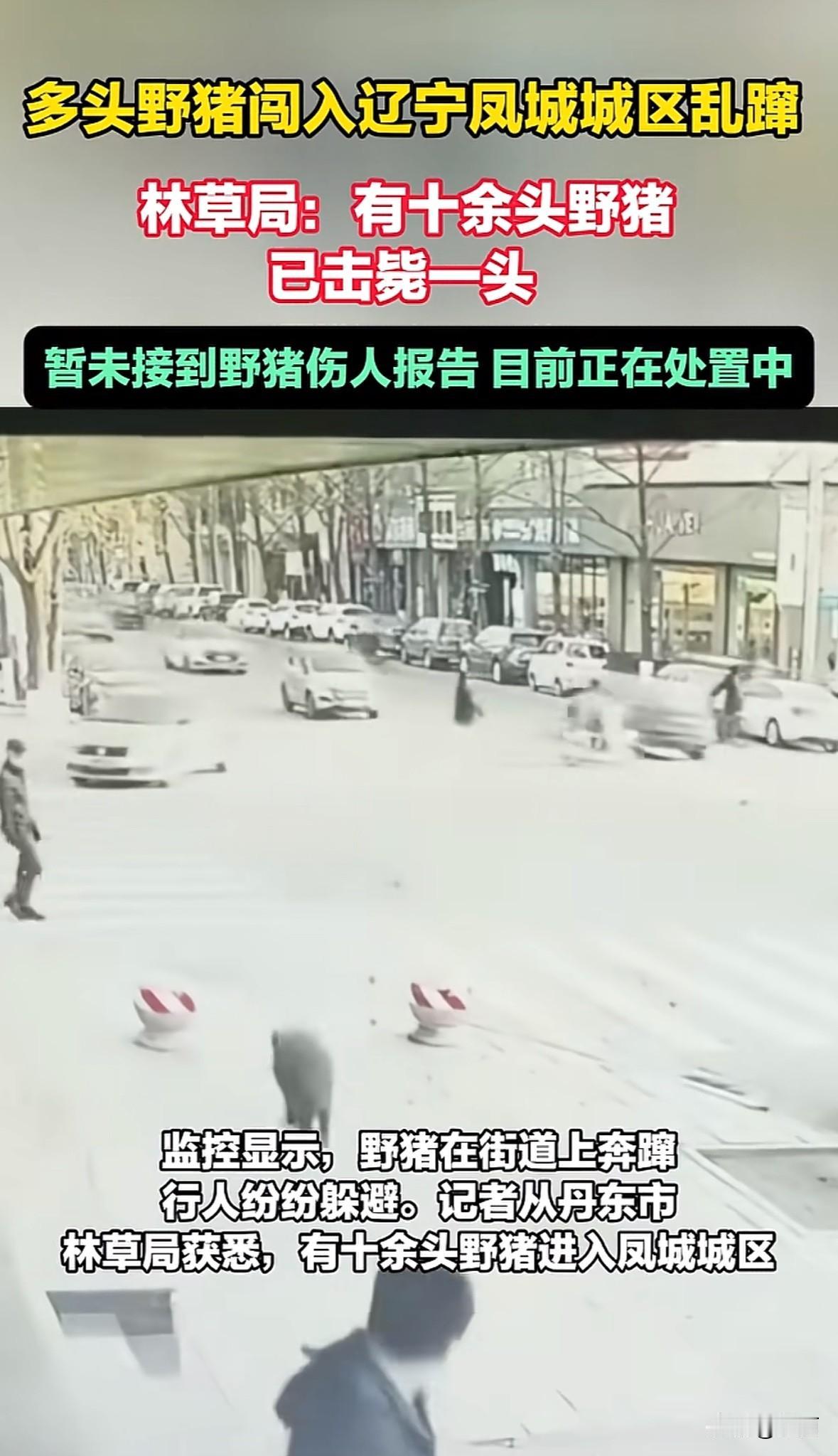 11月7日，辽宁丹东凤城市城区闯进了十多头野猪，它们在大街上四处奔蹿，还追逐行人