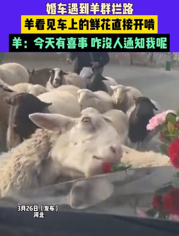 笑不活了！河北邢台，一对新人结婚，婚车车队在接亲的路上突然遇到羊群经过，不料，羊