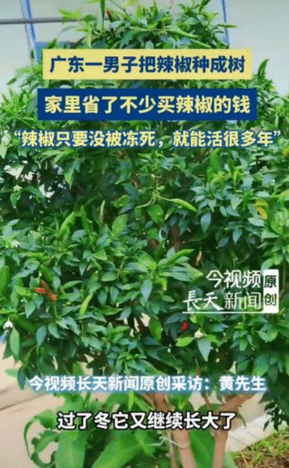 “这招绝了!”广东一男子为吃辣椒方便，嫌年年种辣椒麻烦，干脆将辣椒种成了树。不