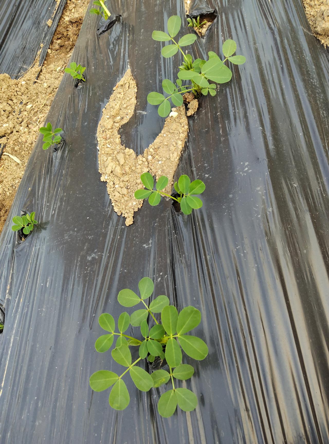 蹲在田埂上看这些刚冒头的花生苗，忽然就懂了日子的道理。黑地膜下闷着劲儿扎根，