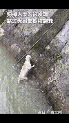 一只拉布拉多失足掉进水渠。光滑陡峭的水泥护坡，让狗狗怎么也爬不上来，体力慢慢耗尽