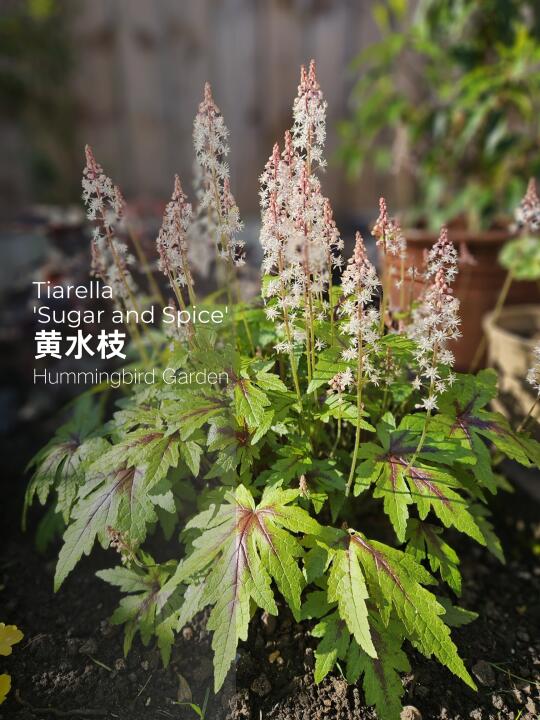 春季花园耐阴喜湿润观花观叶-黄水枝