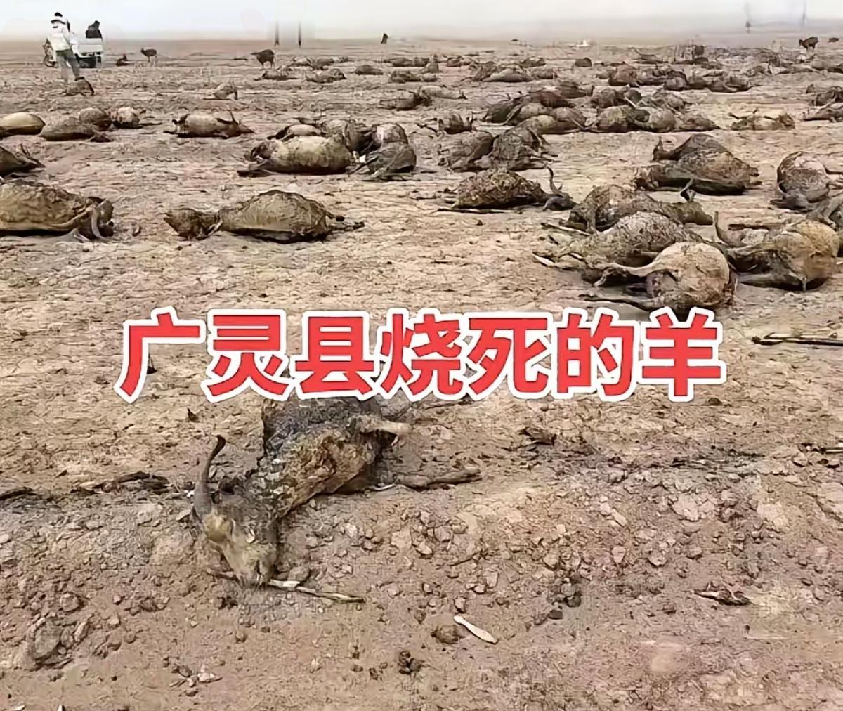 谁懂啊！山西大同独手养羊人170只羊被烧光，烧的不只是家底，更是一个苦命家庭的全