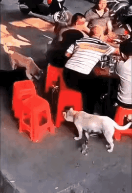 我相信狗狗是无心的