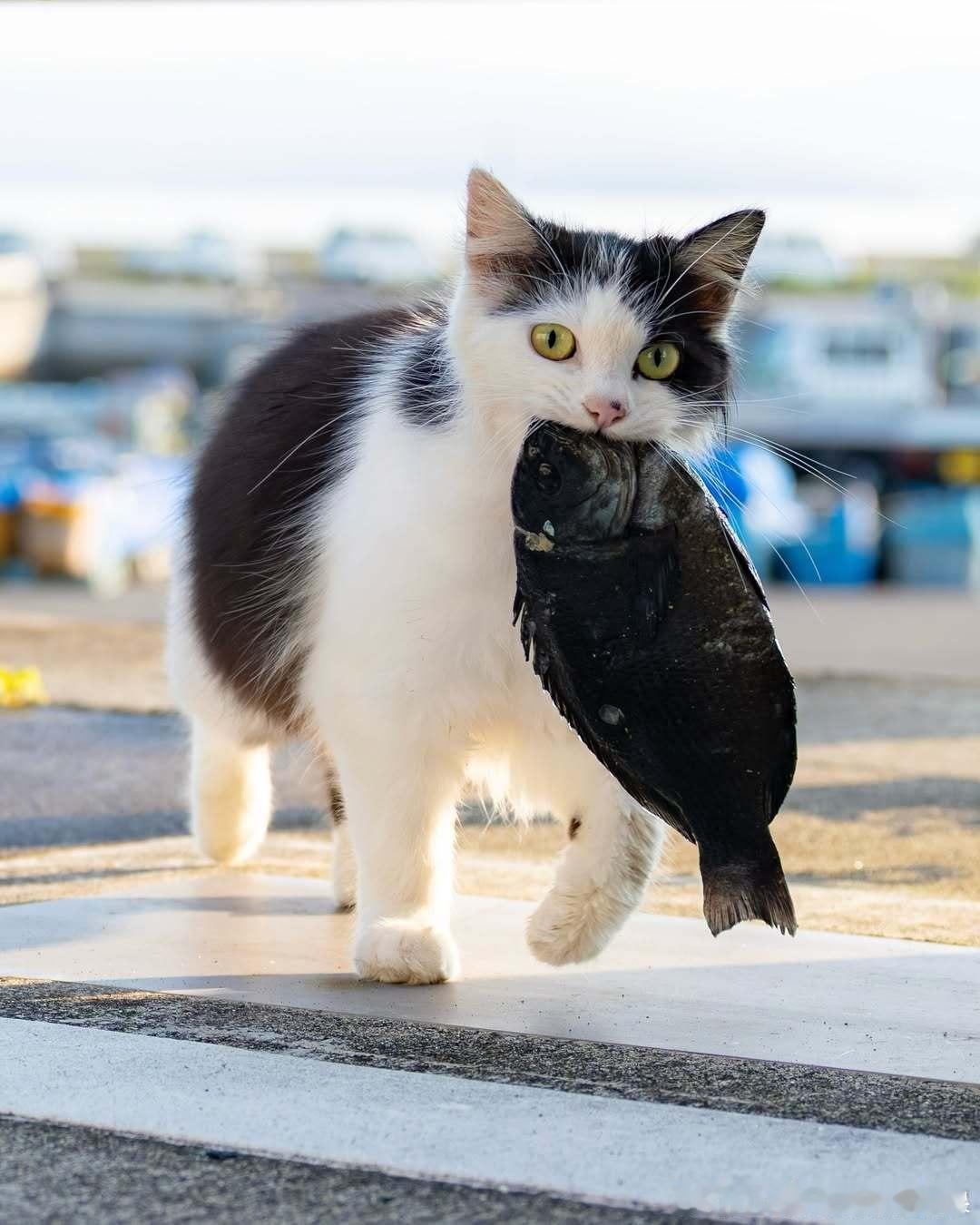 小猫咪午饭🐟cr：simabossneko​​​