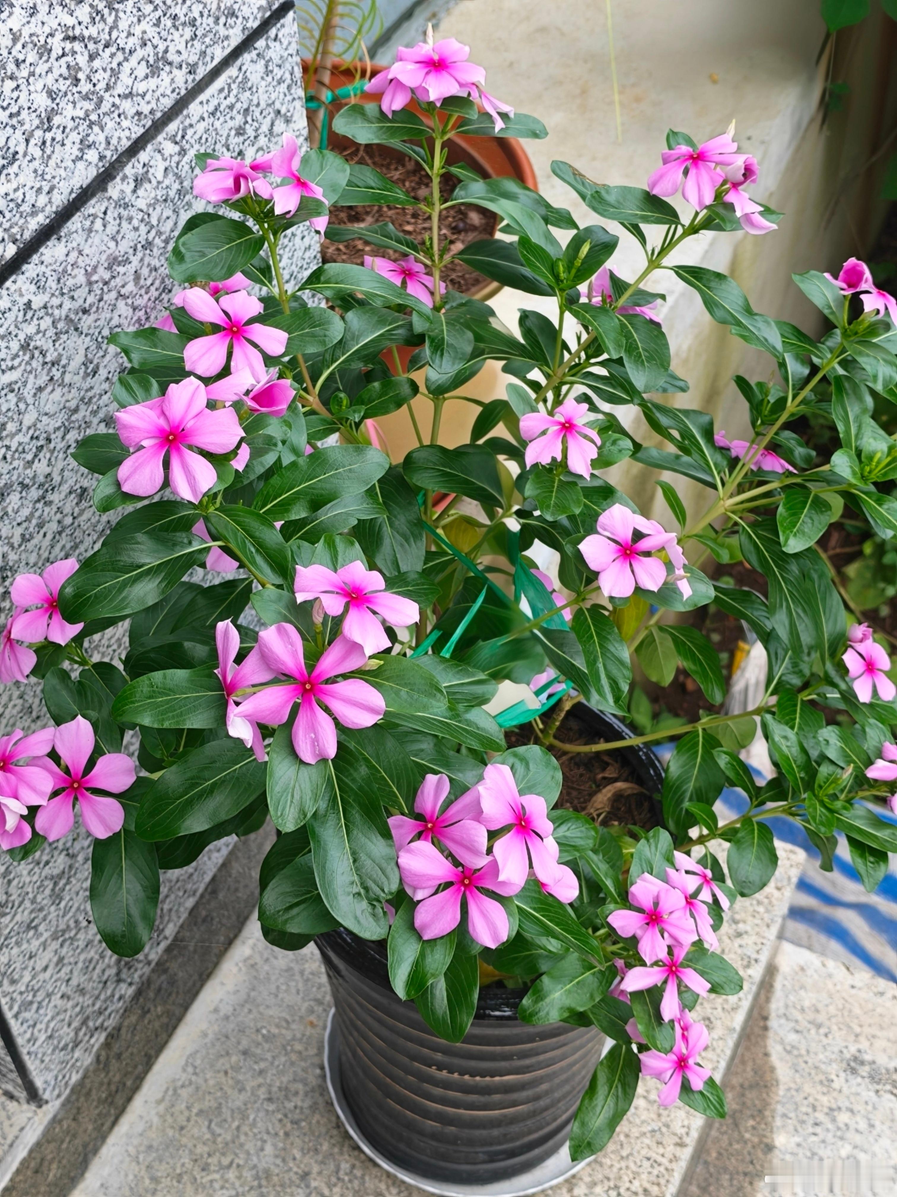 家里养一盆长春花确实不错，名副其实日日开，四季有花期，花苞一波接一波。皮实好养活