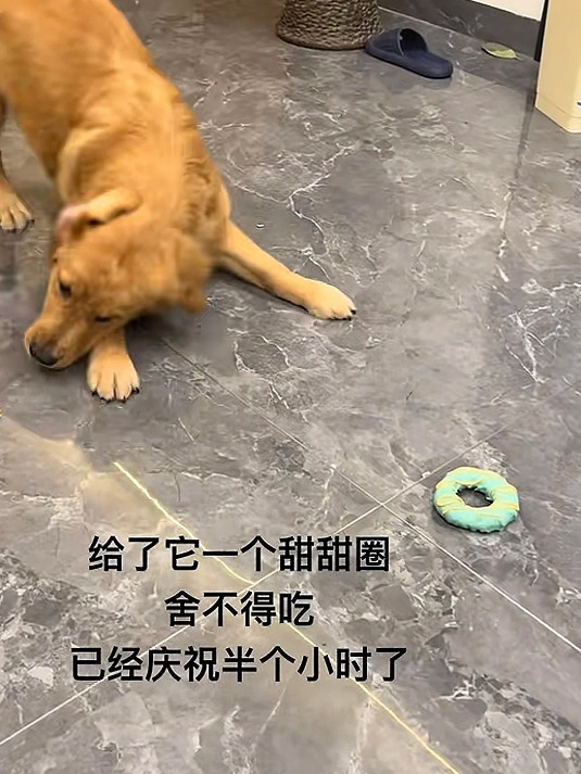 狗子的迷惑行为收起来吧它已经开心够了​​​