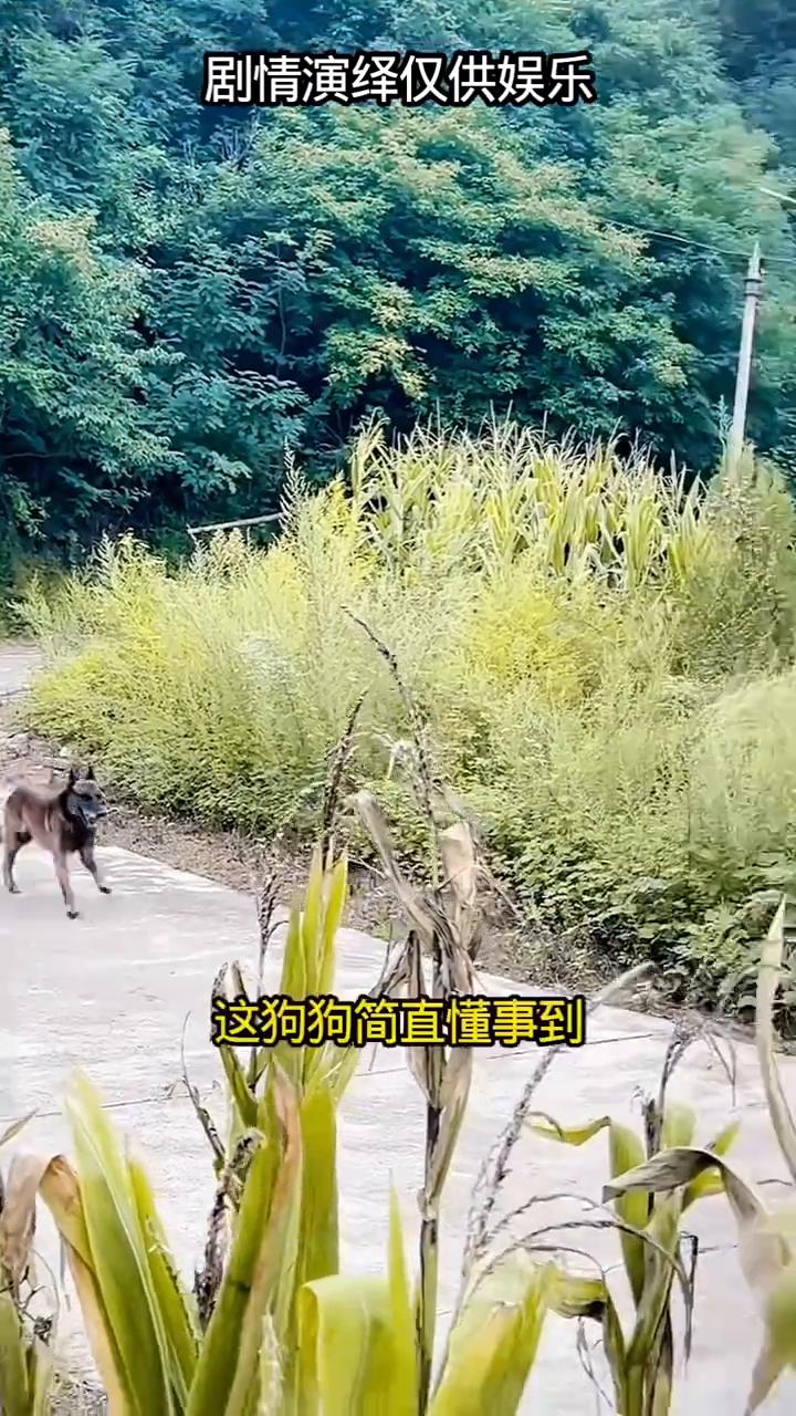 主人泣不成声。狗主人要去城里办事，临走的时候千叮咛万嘱咐让狗狗一定要把家看好了