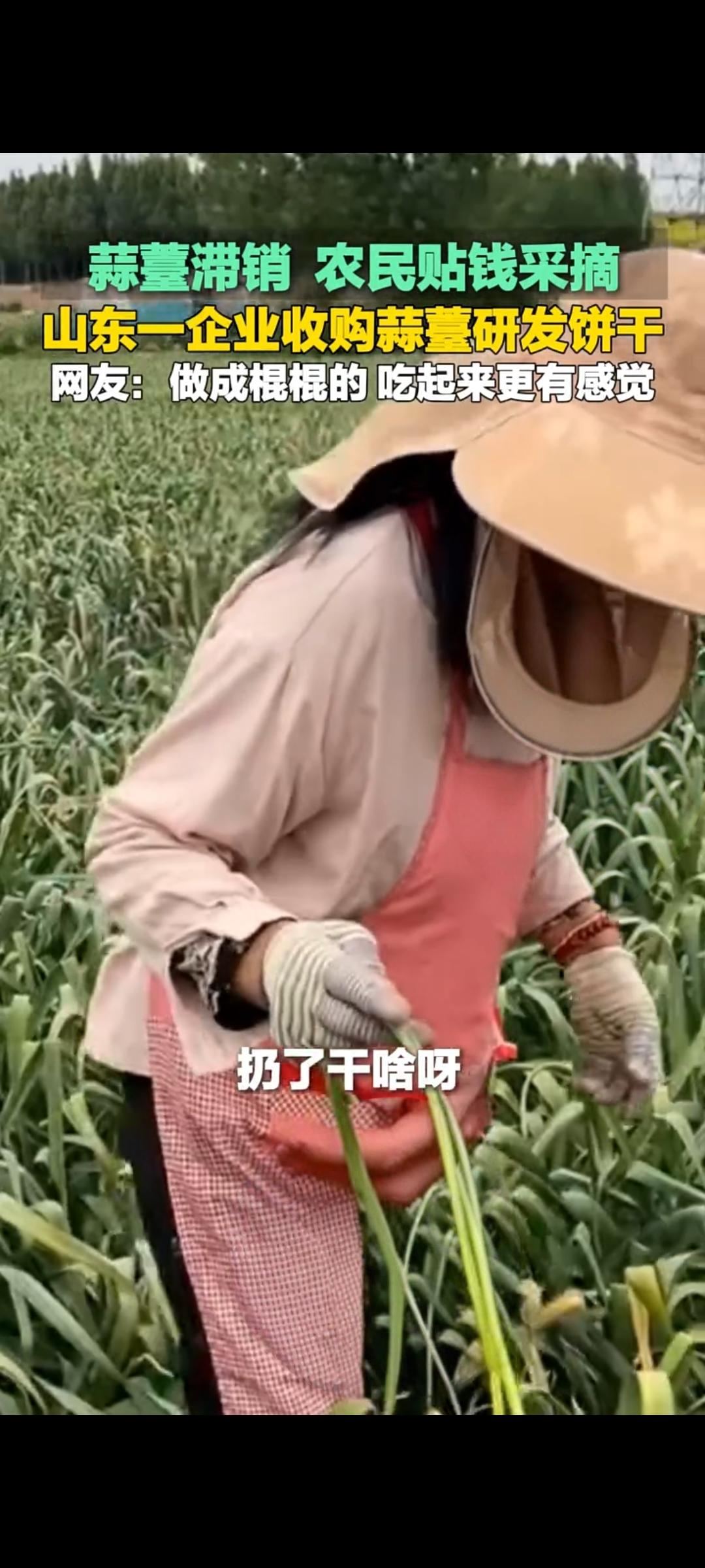 山东济宁蒜薹滞销遇转机企业创新研发蒜薹饼干助农纾困近日，山东济宁蒜薹集中