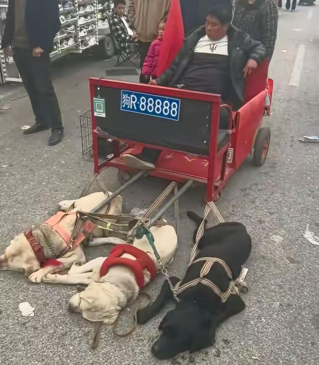 河南南阳的庙会上，出了件让人看了心里堵得慌的事儿。熙熙攘攘的人群里，一辆挂着