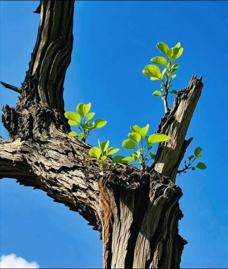 亲戚家女儿的对象是自由恋爱认识的。大学毕业后，她进入一家国企工作，工作中结识了单