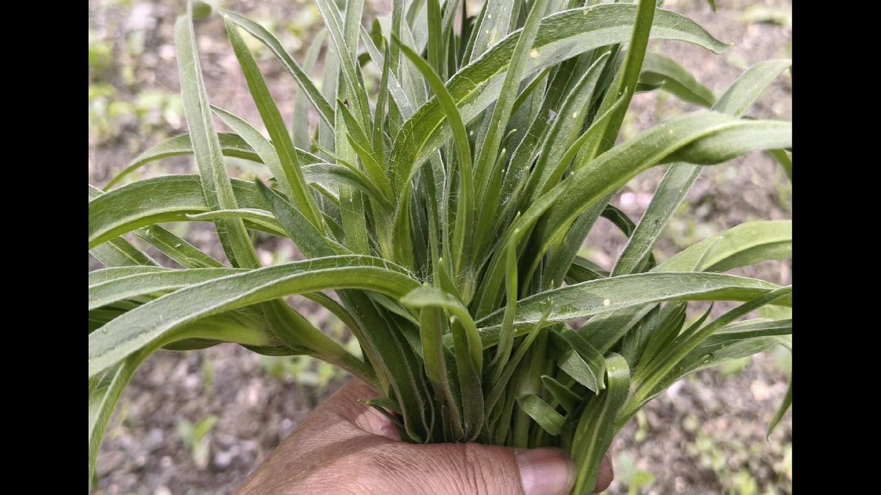 🌱小时候挖野菜的快乐谁懂！这是我自己种的面条菜，看这长势多棒～它的学名叫麦瓶草
