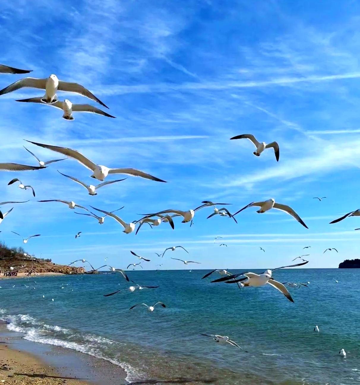 辽东半岛枕海而立，大连的海滨是独一份清旷温柔。不同于南国海域的热烈喧嚣，这里海