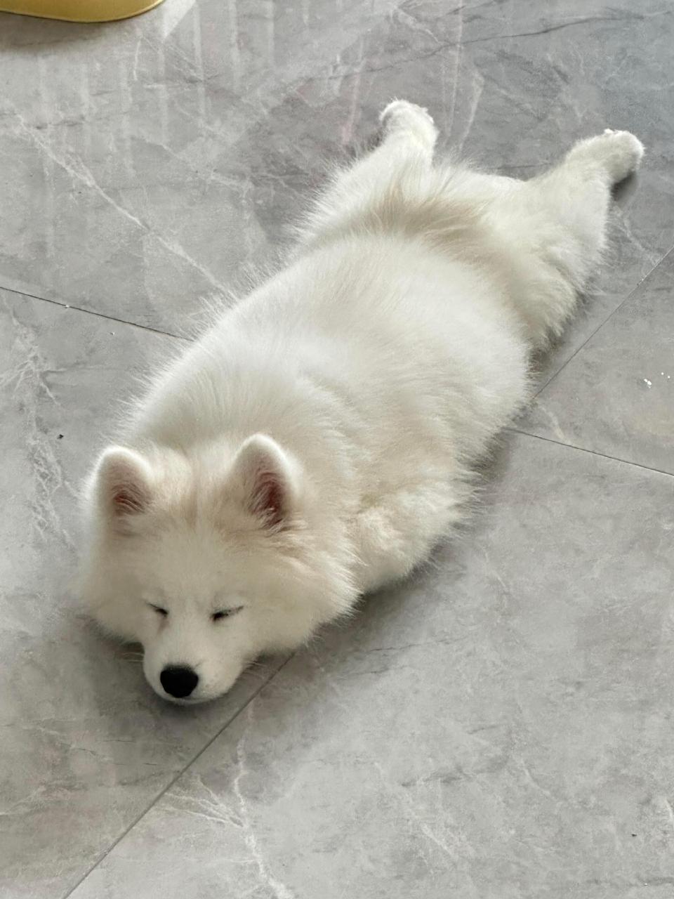 板鸭趴趴的萨摩耶​​​