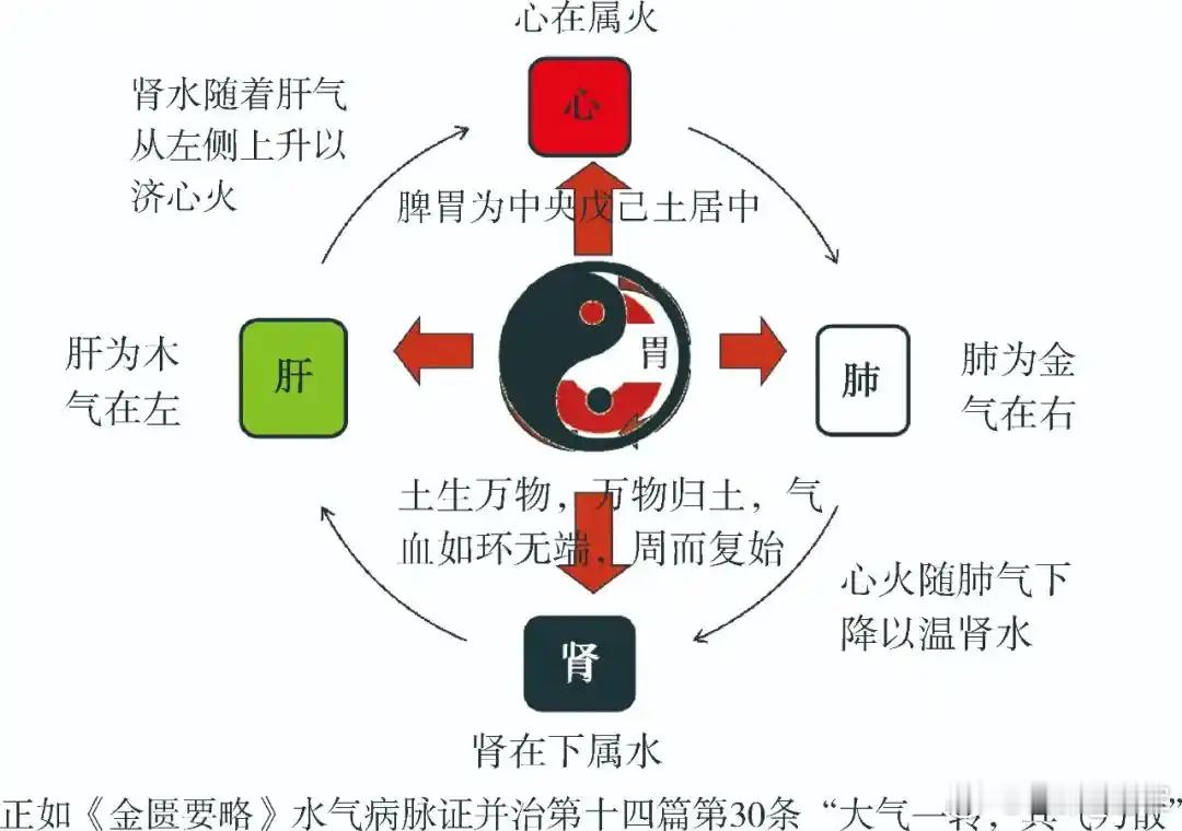 中医：凡肾虚精亏，熟地山茱萸补肾填精无效，换骨碎补，效如桴鼓凡肾虚精亏者，若用熟