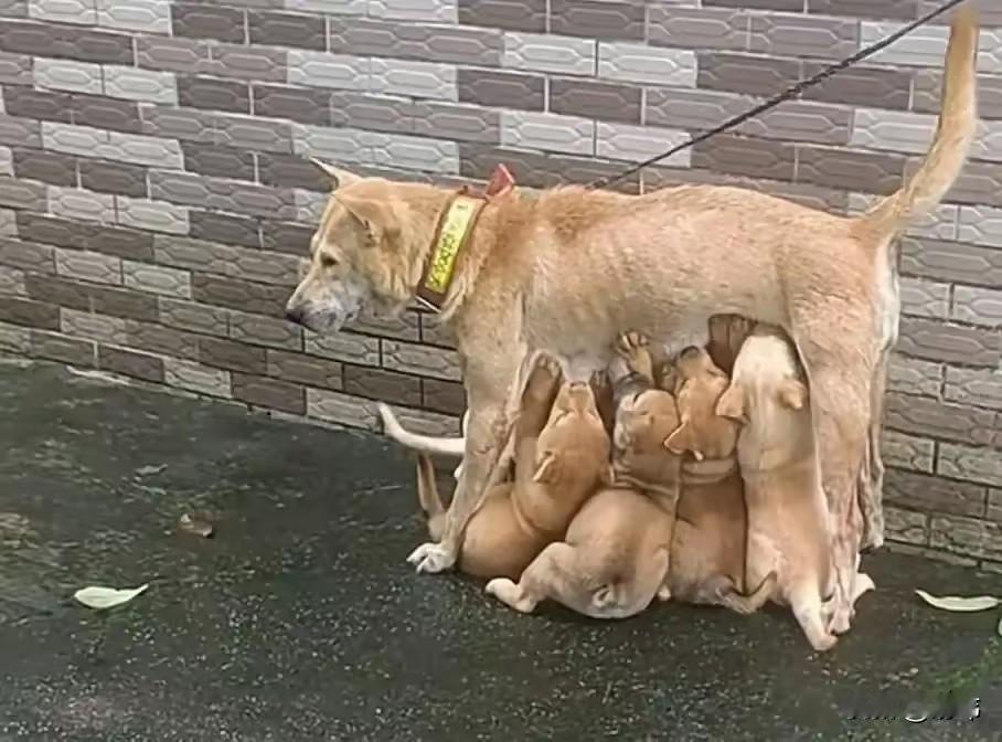 泪目了！这天一位小姐姐去朋友家玩，当她走到一户人家门口的时候，看到无比凄惨的一幕