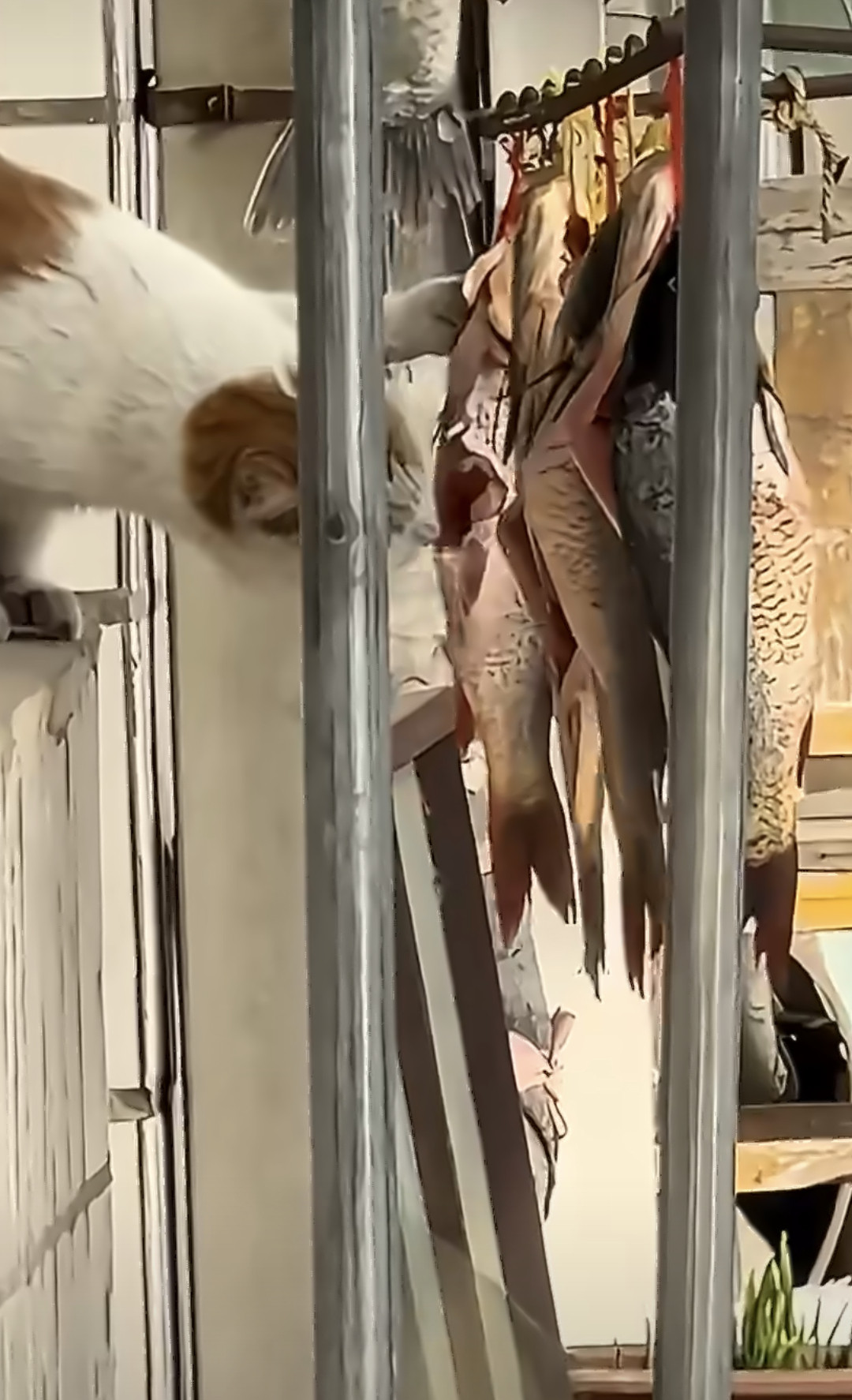 万一是小猫抓回来自己晒的呢我家原来的猫咪不仅爱吃鱼，还爱吃大虾。每次烹的虾都能吃