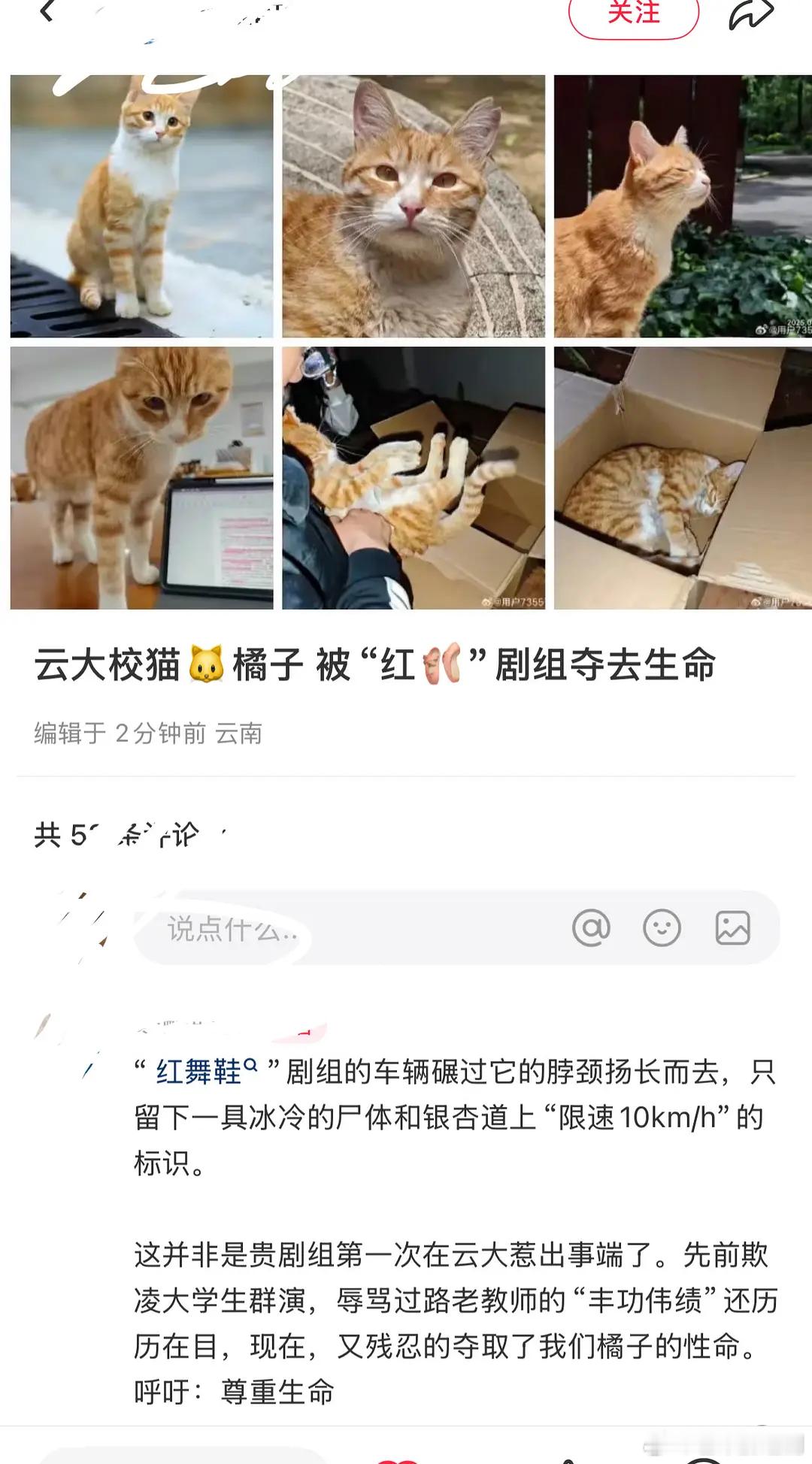 周也、王子奇新戏《红舞鞋》剧组，疑似夺走云大校猫生命，好多网友发帖要求剧组道歉