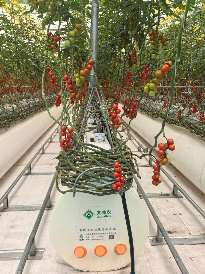走进未来之城无土栽培技术的应用，大幅提升雄安番茄生长环境的科技含量，助力培育高