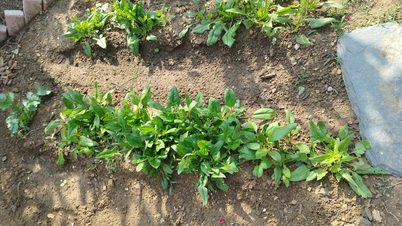 一方小院，几垄菠菜，在泥土里静享时光缓缓流淌，瞧着菠菜慢慢舒展开叶片。每天清晨