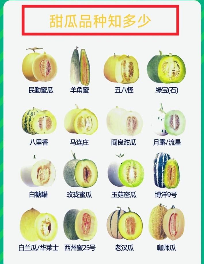甜瓜是夏季广受欢迎的水果，清甜多汁、风味多样，国内种植品种十分丰富，不同产区的甜