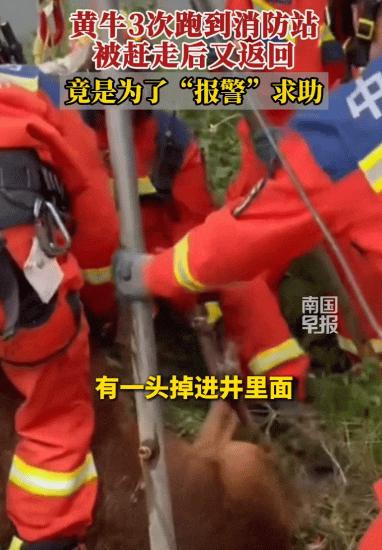 “成精了！”广西柳州，一头黄牛跑到消防站门口来回晃悠，折腾3次冲着里面“哞哞”叫