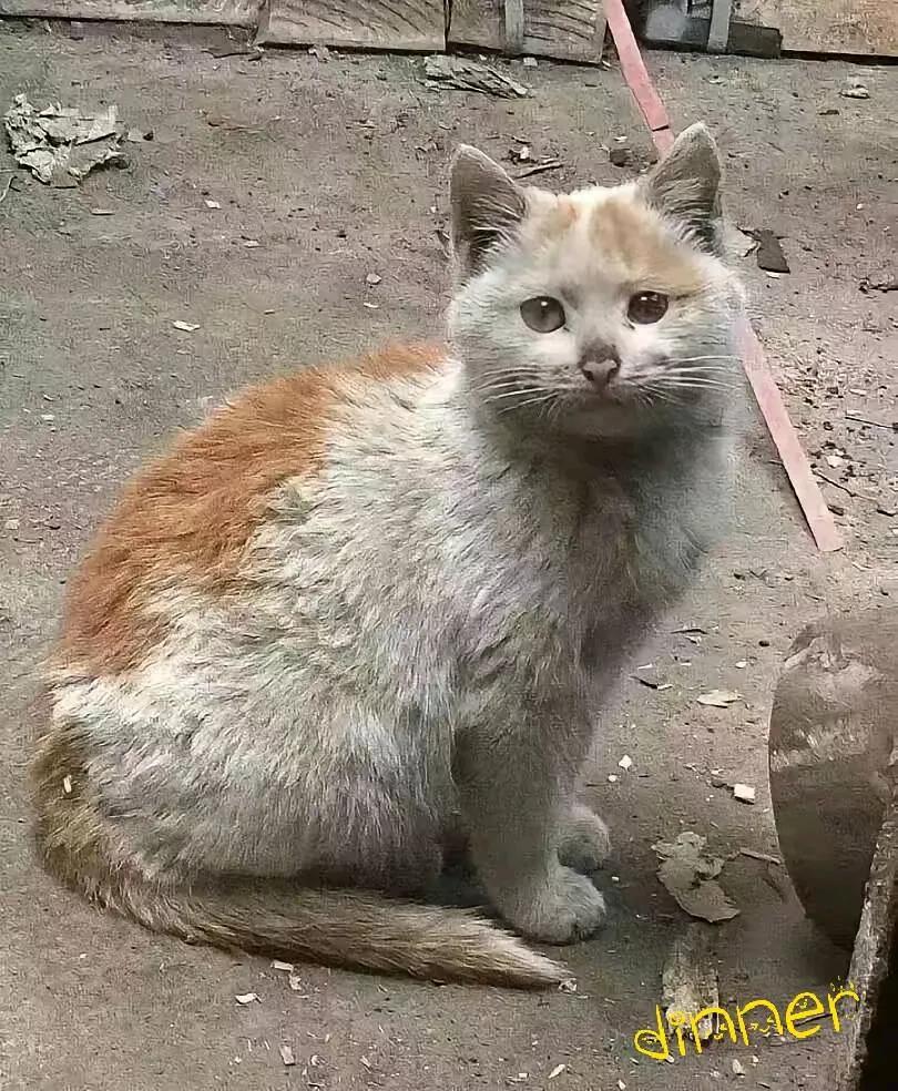 杀鱼摊捡了只“懂事猫”！喂了半月竟收获双向奔赴在市场开杀鱼摊三年，从没见过