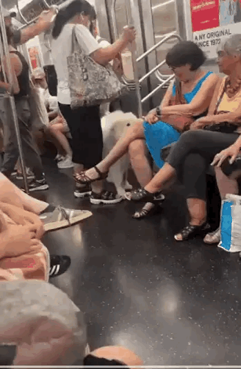 雨露均沾的萨摩耶，自己走过来，让车厢的每名乘客都rua一下。大家都开心的看着它，