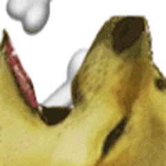 每天一条冷知识别再随便给狗狗扔大骨头了！狗前臼齿和磨牙的釉质只有0.1到1毫米