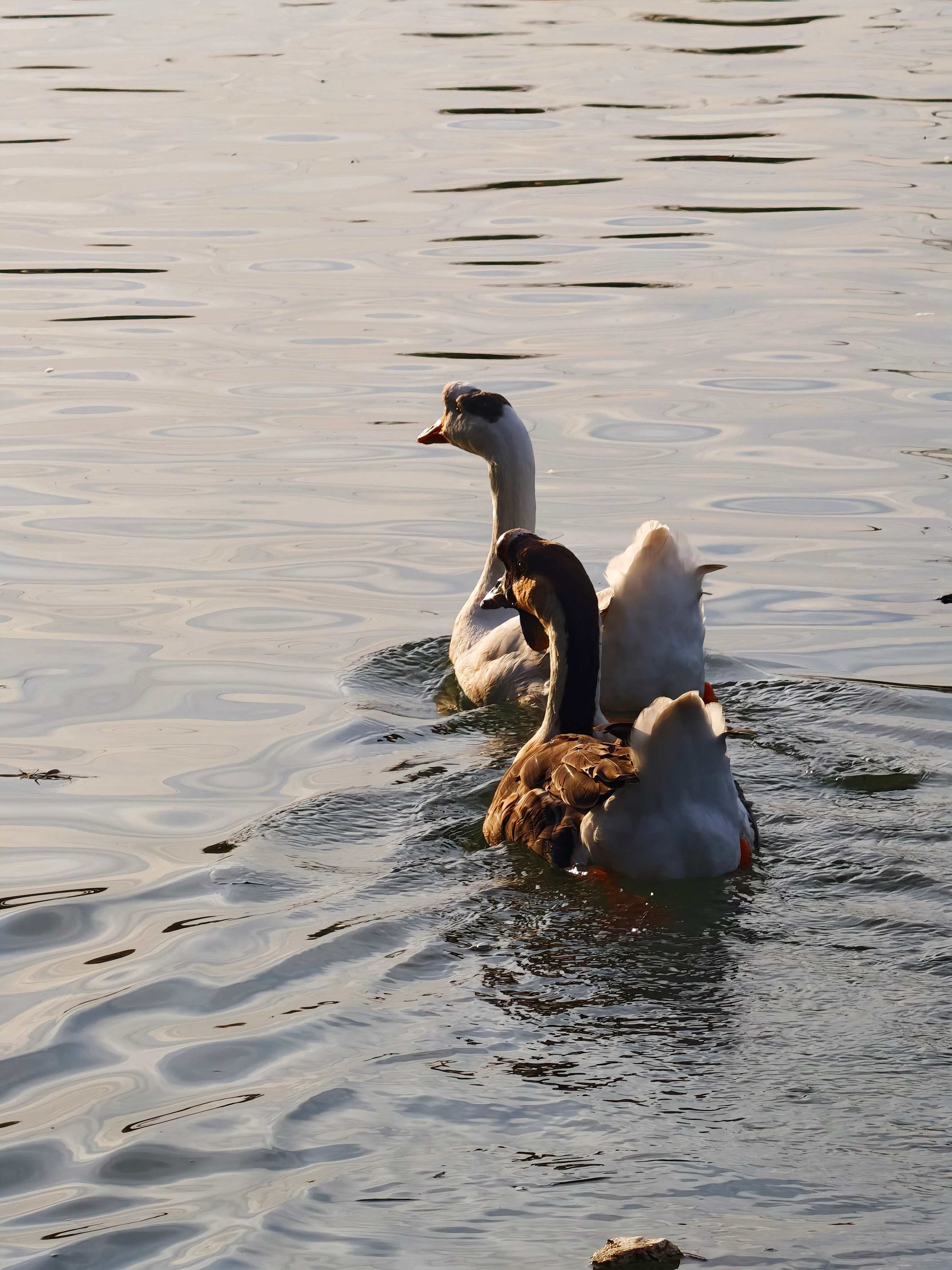 黑加13和Ace上一代不是挺好的嘛，闷声大卖，这一代直接俯冲，我是看不懂。[摊手