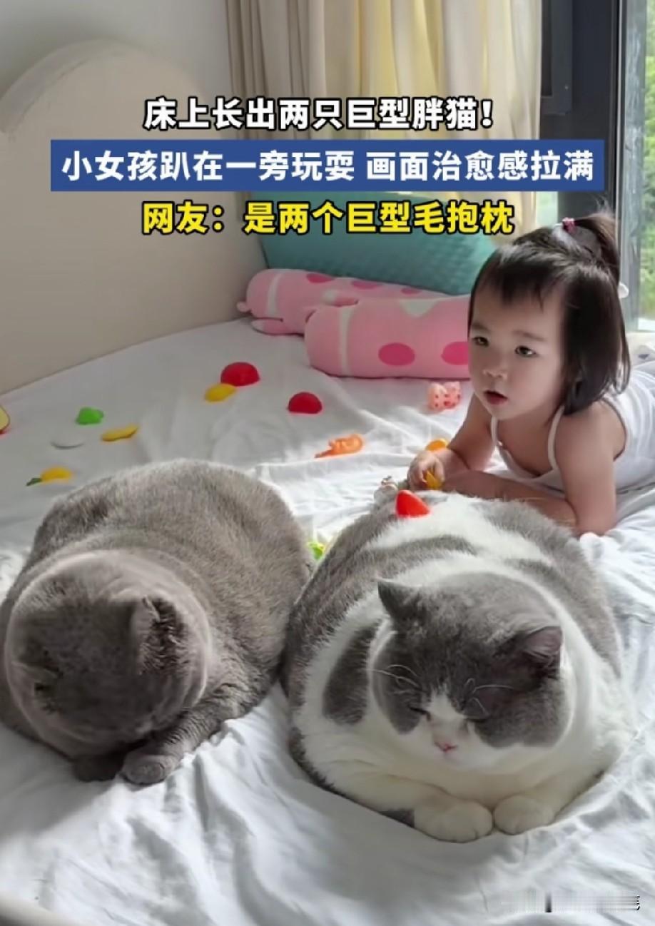 这两只胖墩墩还跑得起来吗[捂脸哭]都是吃得什么牌猫粮[笑着哭]