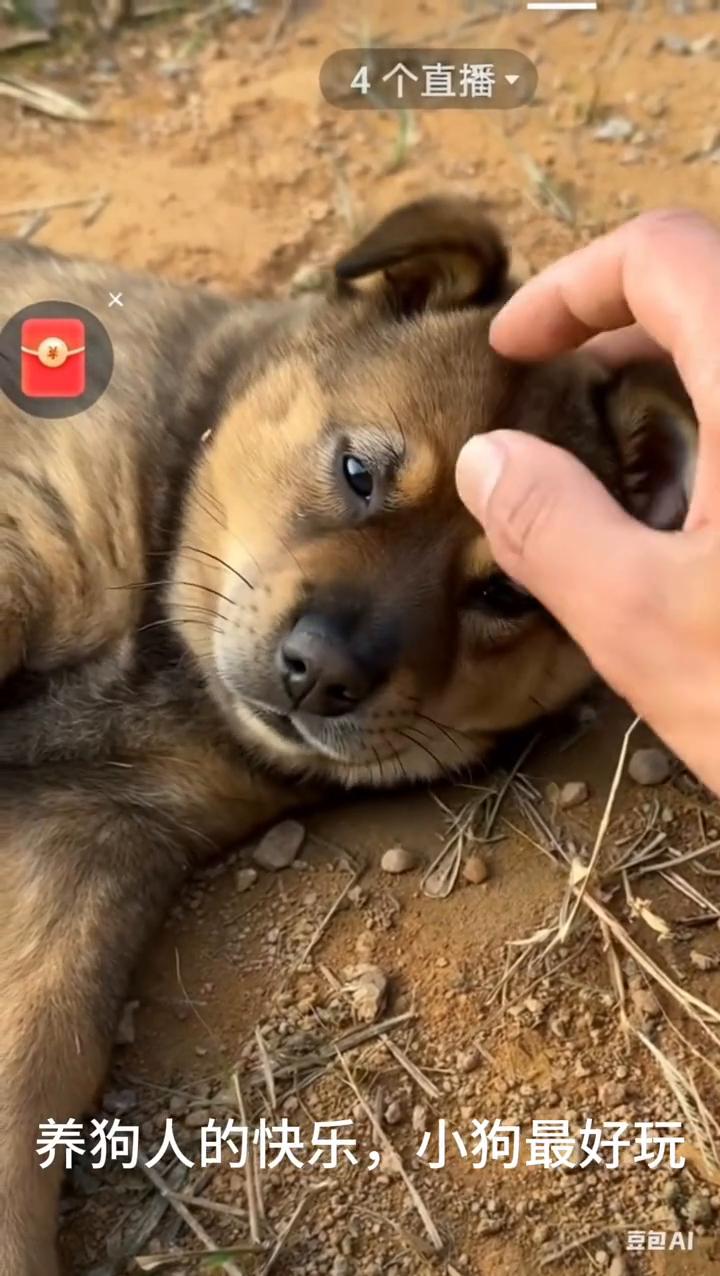 4个直播。养狗人的快乐，小狗最好玩。