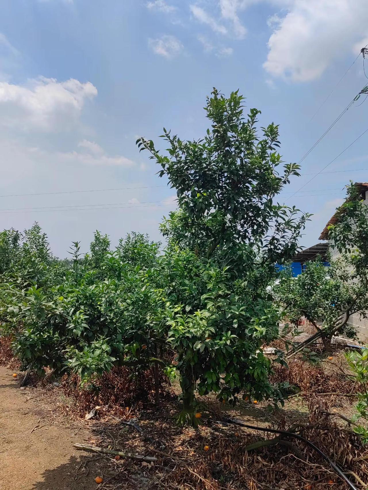 👍这种“通透型”的沃柑树形，在武鸣这边很多老果农都在慢慢往这个方向改，它的优
