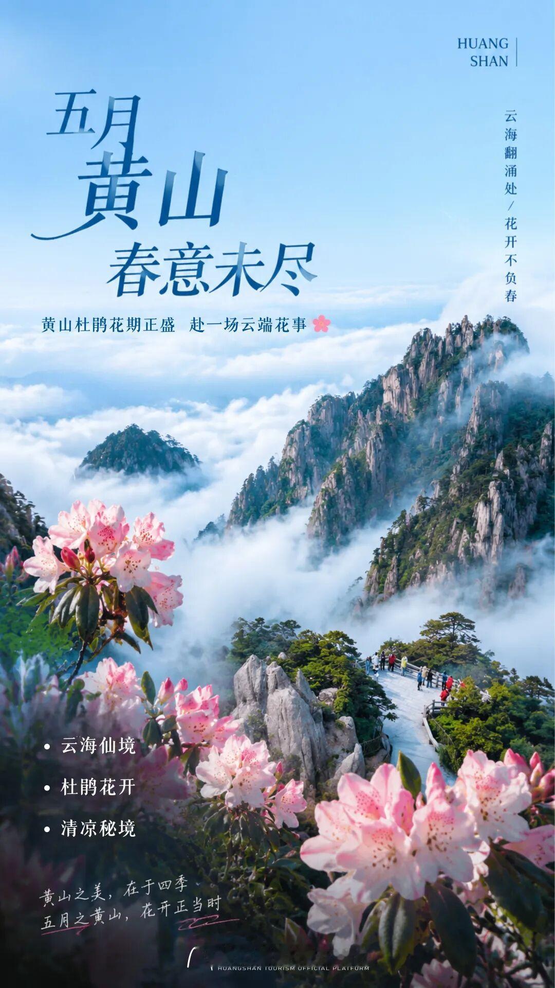 如果五月只能选一个地方出发——我会把这一票投给黄山。「黄山杜鹃」来自北纬3
