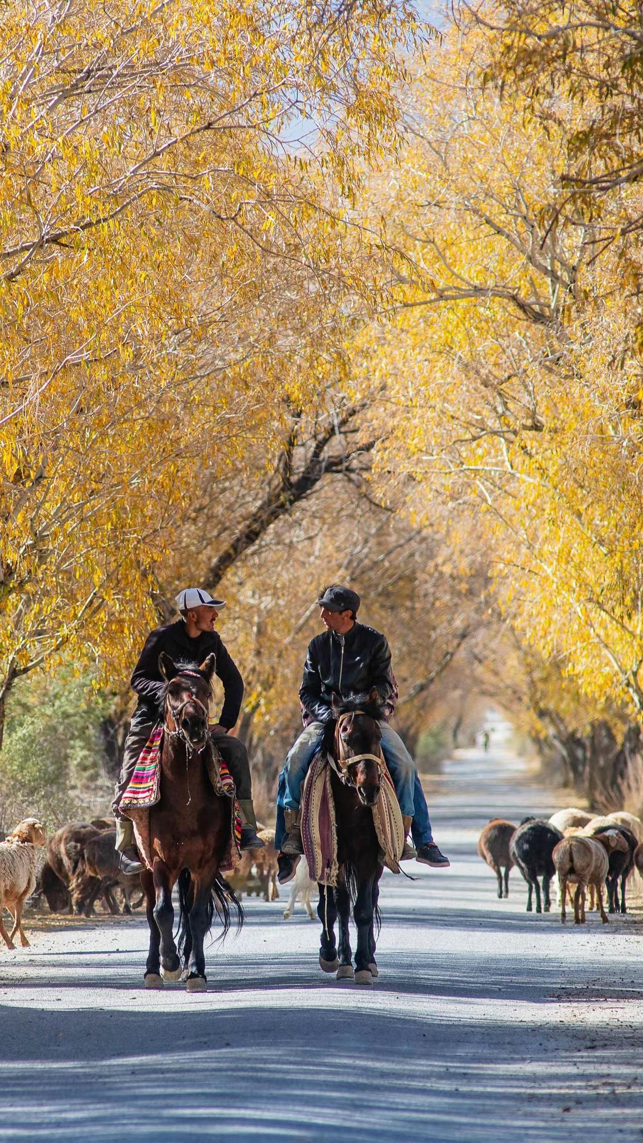 拍风景要趁早帕米尔的秋色是会消失的。帕米尔高原秋