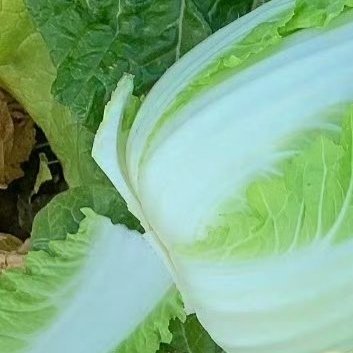 种植🥬种白菜的方法如下：1.挑选品种：选择优质丰产、抗性好、耐储藏的品种，