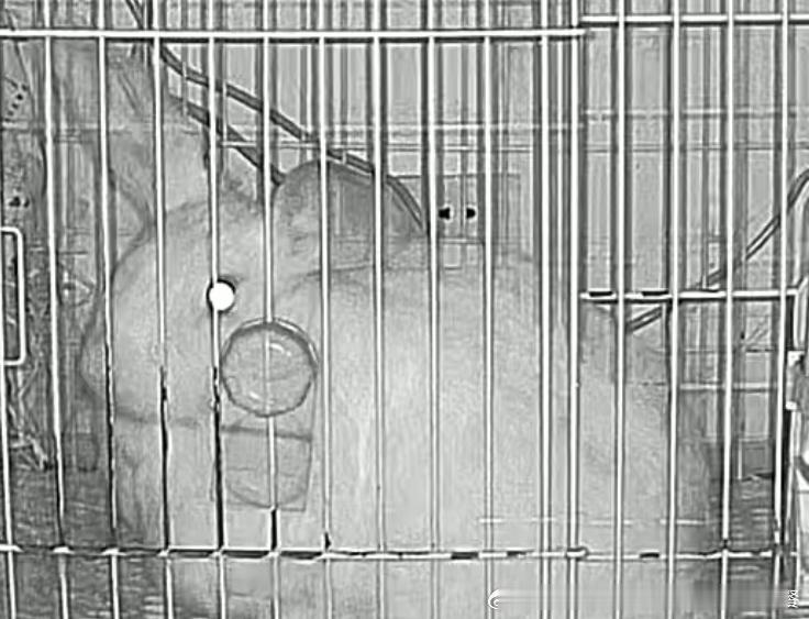 15264🐇【👀】兔为什么每天都能直勾勾看着镜头太萌​​​