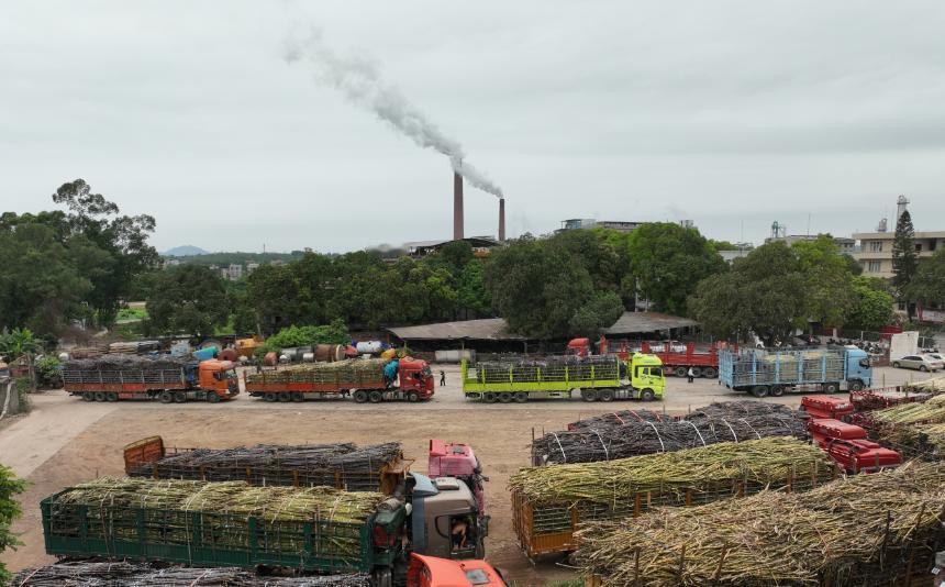 广东化州这家糖厂暖了全国网友的心！当满载滞销果蔗的货车排起几公里长队，糖厂老板没