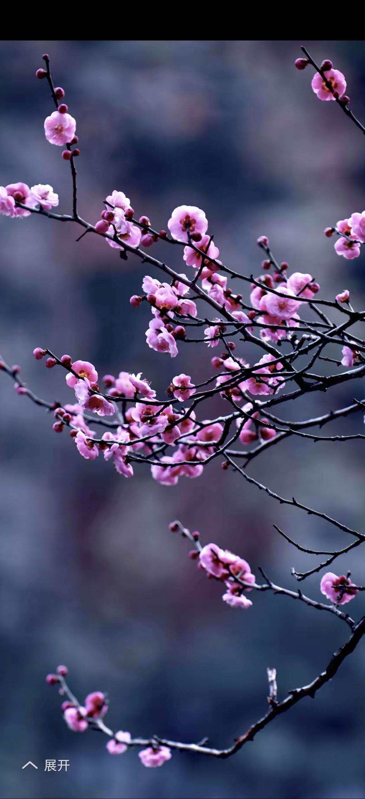 梅花入画，自古便韵味无穷。在睢县，隆冬时节凤鸣岛、北湖景区等地，红梅、白梅、绿萼