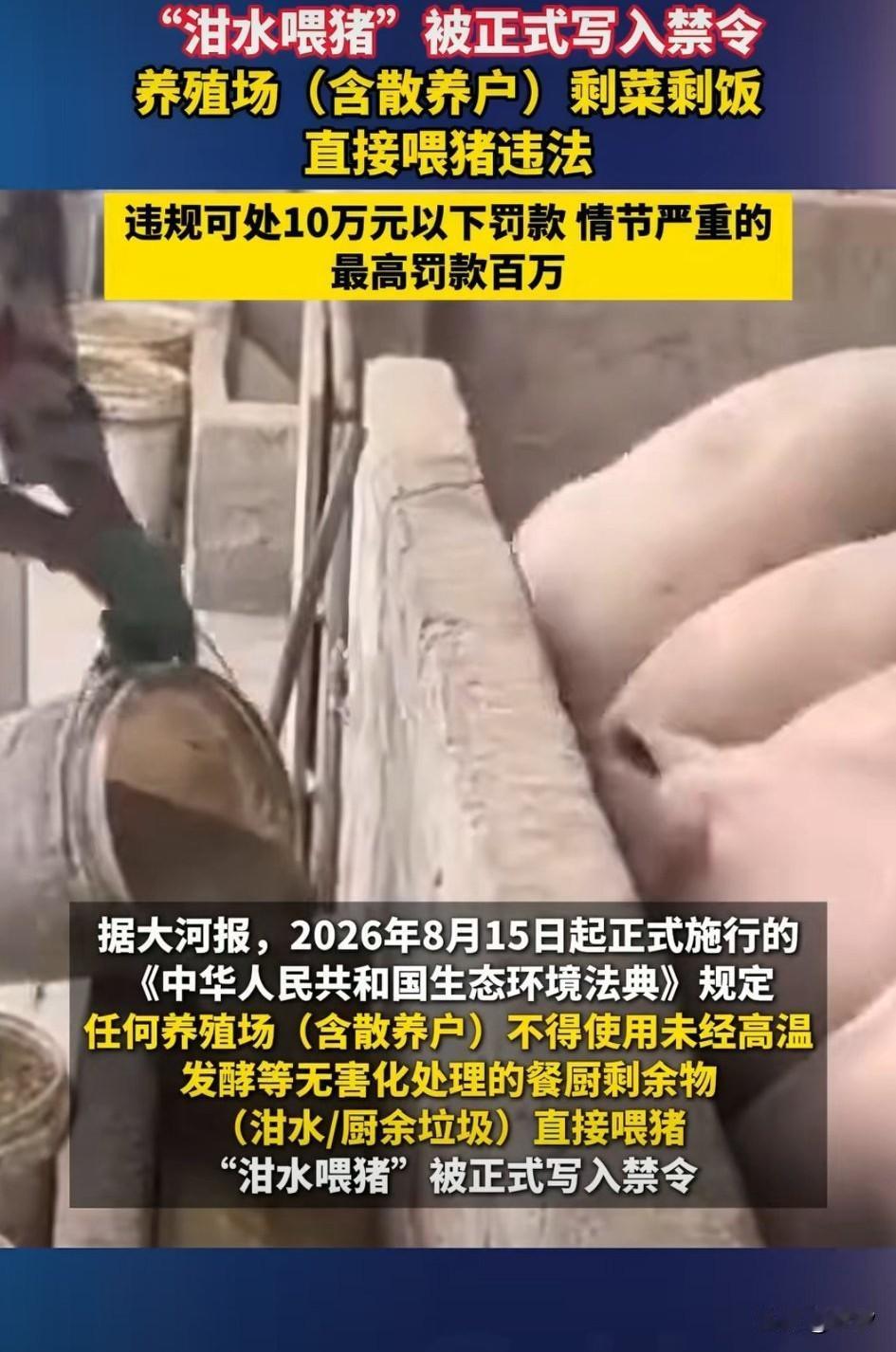以后泔水喂猪居然违法，这也太离谱了，不管是养殖户还是散养的都要遵循，因为中