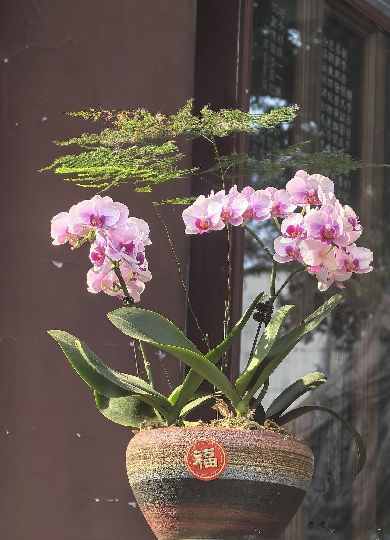 六榕寺的蝴蝶兰还在盛开着分享一下随手拍的花草蝴蝶兰，这些年的春节，家家户户都