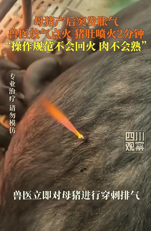 这是啥原理？贵州安顺，一男子家里养了头老母猪，刚下完一窝崽，小猪们活蹦乱跳，大哥