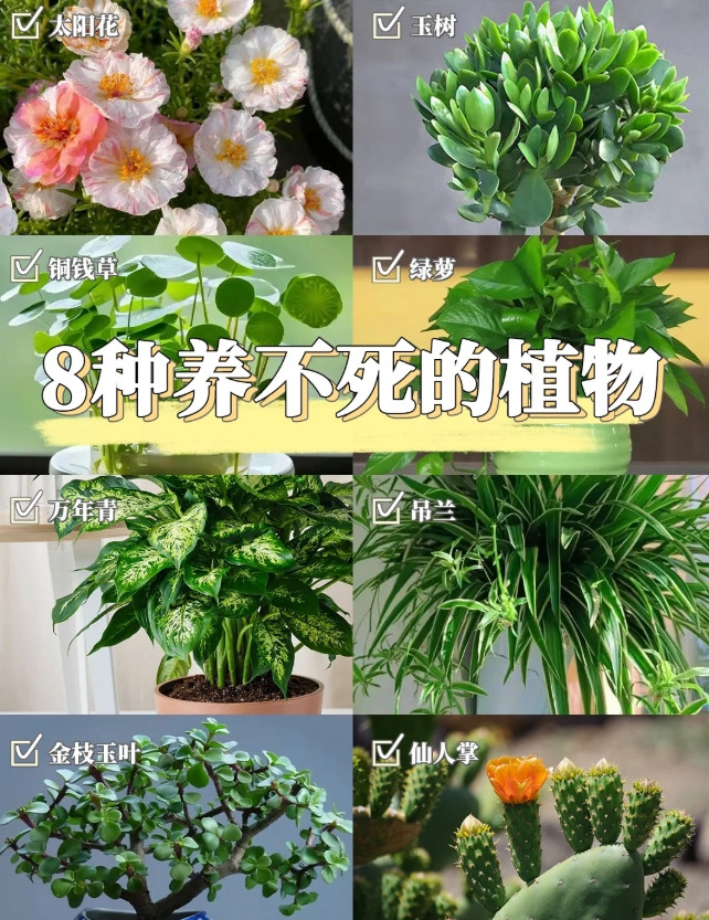 8种养不死的植物，植物杀手也能养