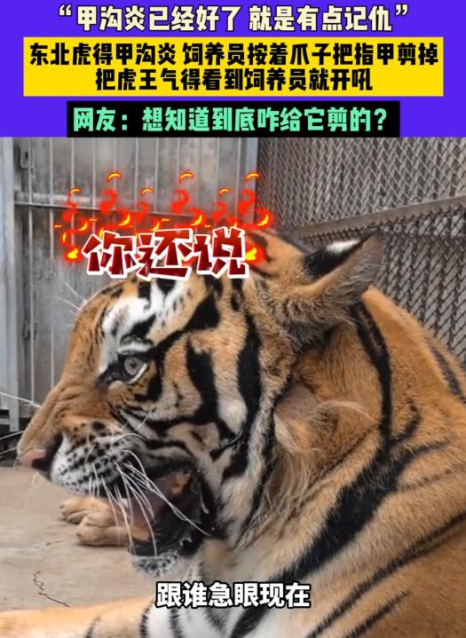 “离了个大谱！”9月16日，河南濮阳，一只东北虎王因为患上了“甲沟炎”，女饲养员