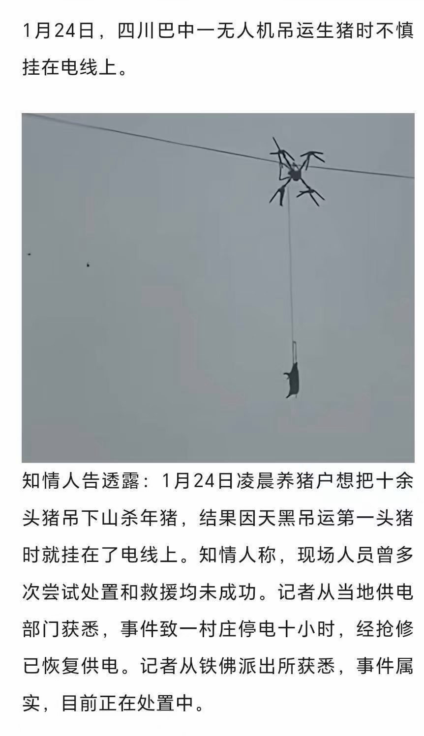 有哪位朋友了解，这个猪的事件解决了吗？